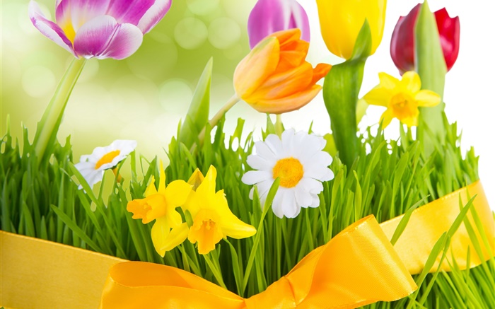 Frühling, bunte Blumen, Tulpen Hintergrundbilder Bilder