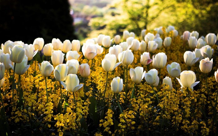 Frühling, Park, weiße Tulpen Blumen, Gelb, Blur, Sonnenstrahlen Hintergrundbilder Bilder