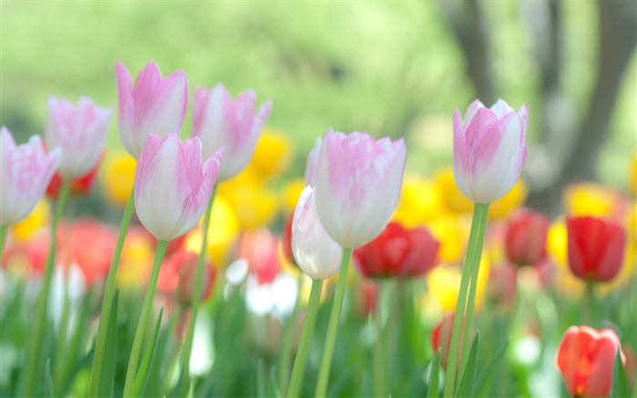 Tulpen Blumen blühen Hintergrundbilder Bilder