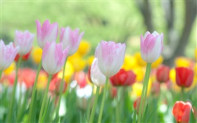 Tulpen Blumen blühen HD Hintergrundbilder