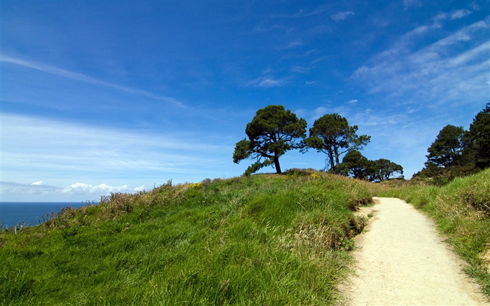 Grünen Hügel, Bäume, Gras, Coromandel Halbinsel, Neuseeland Hintergrundbilder Bilder