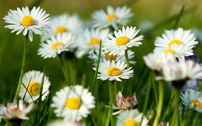 White Kamille Blumen Hintergrundbilder Bilder