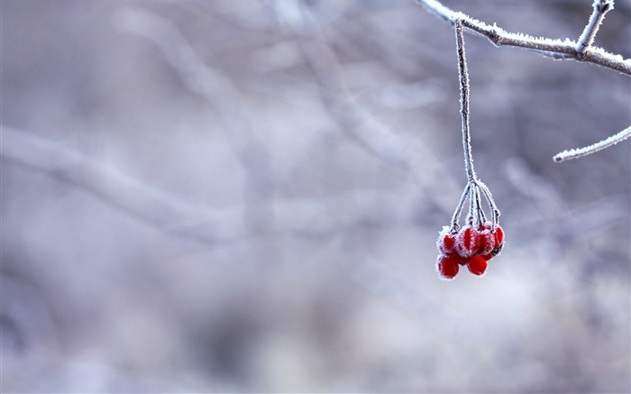 Winter, Frost, Zweige, rote Beeren, Bokeh Hintergrundbilder Bilder