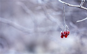 Winter, Frost, Zweige, rote Beeren, Bokeh