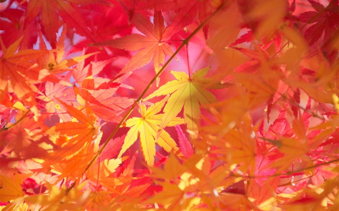 Herbst, Zweige, rote Blätter, Ahorn Hintergrundbilder Bilder