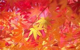 Herbst, Zweige, rote Blätter, Ahorn