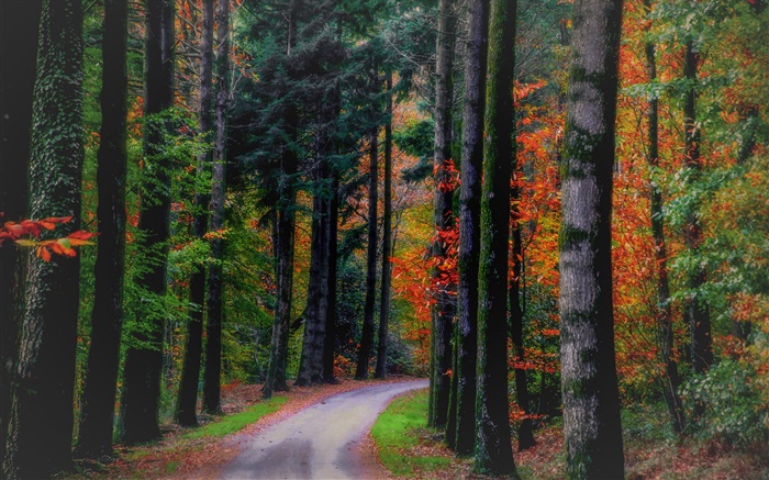 Herbst, Wald, Bäume, Blätter, Straßen Hintergrundbilder Bilder