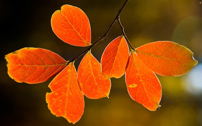 Herbst rote Blätter Hintergrundbilder Bilder