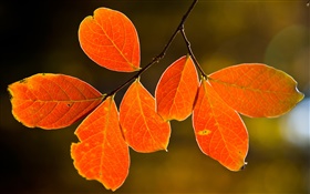 Herbst rote Blätter