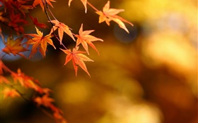 Herbst, gelbe Blätter, Ahorn, Fokus, Bokeh HD Hintergrundbilder
