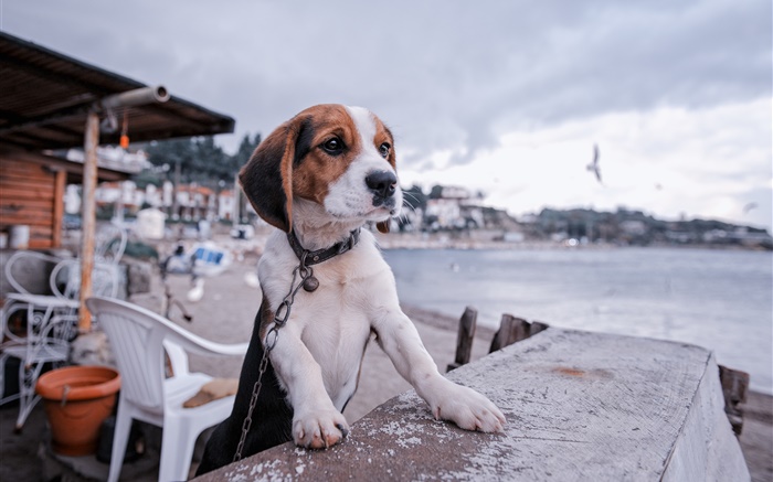 Beagle, Hund, Promenade, Strand Hintergrundbilder Bilder