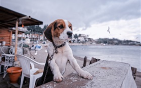 Beagle, Hund, Promenade, Strand