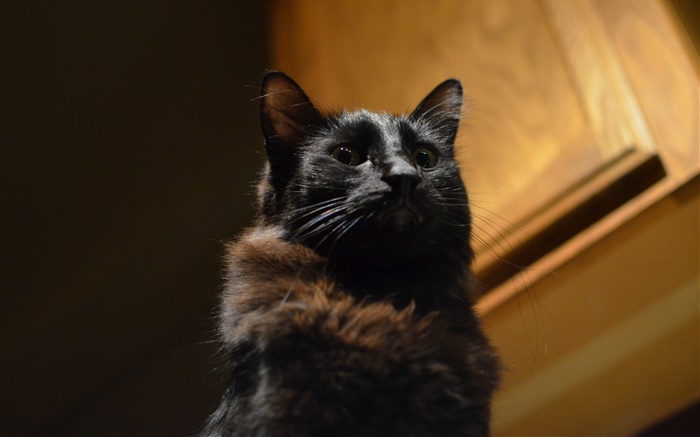 Schwarze Katze, Augen, Bokeh Hintergrundbilder Bilder