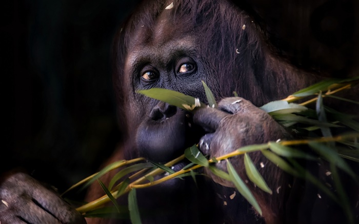 Schwarz Orang-Utan Affen Hintergrundbilder Bilder