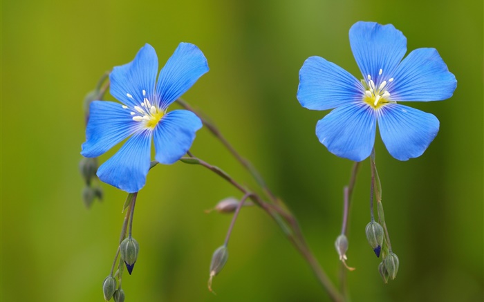 Blau Geranien Blumen, Bokeh Hintergrundbilder Bilder