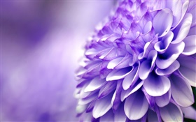 Blaue purpurrote Blume, Chrysantheme, Makrofotografie HD Hintergrundbilder