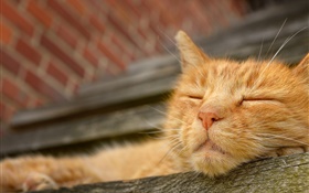 Cat Schlaf, Gesicht HD Hintergrundbilder