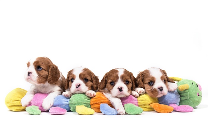 Cavalier King Charles Spaniel, vier Hunde, Welpen Hintergrundbilder Bilder