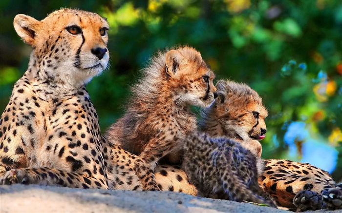 Geparden Familie, Großkatzen Hintergrundbilder Bilder
