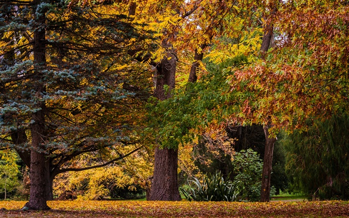 Christchurch, Neuseeland, Park, Bäume, Blätter, Herbst Hintergrundbilder Bilder