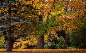 Christchurch, Neuseeland, Park, Bäume, Blätter, Herbst HD Hintergrundbilder