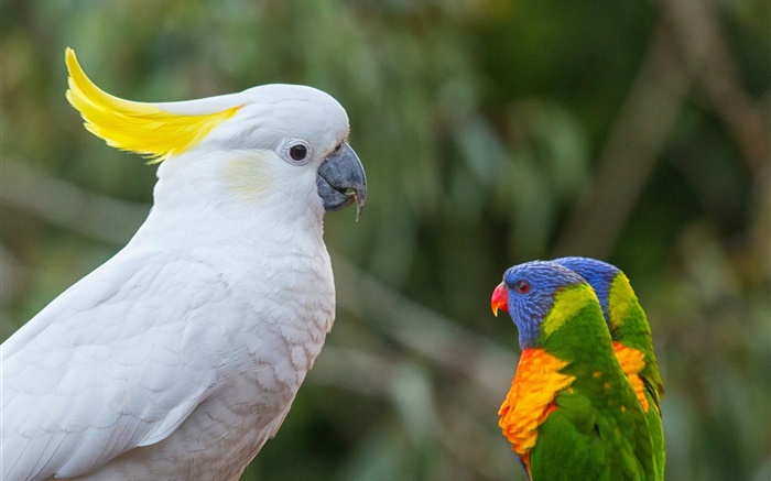 Kakadus, multicolor lorikeet, Papageien Hintergrundbilder Bilder