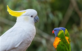 Kakadus, multicolor lorikeet, Papageien HD Hintergrundbilder