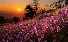 Bunte Blumen, Natur Landschaft, Sonnenuntergang, Bäume HD Hintergrundbilder