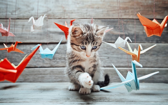 Nettes Kätzchen, bunten Papier Vögel Hintergrundbilder Bilder