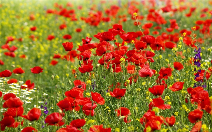 Blumen Feld, rote Mohn, Margeriten Hintergrundbilder Bilder