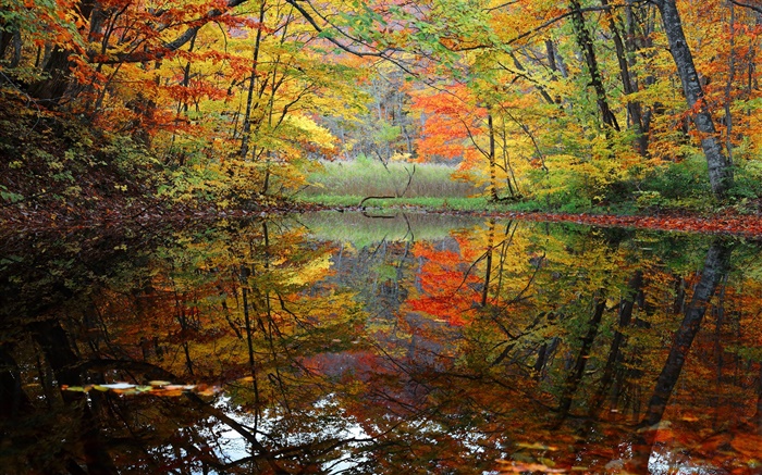 Wald, See, Bäume, Herbst Hintergrundbilder Bilder