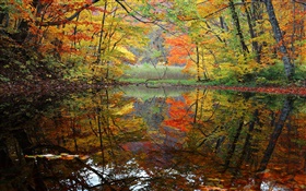 Wald, See, Bäume, Herbst