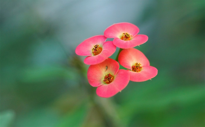 Vier rosa Blumen, Unschärfe Hintergrund Hintergrundbilder Bilder