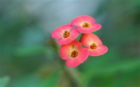 Vier rosa Blumen, Unschärfe Hintergrund HD Hintergrundbilder