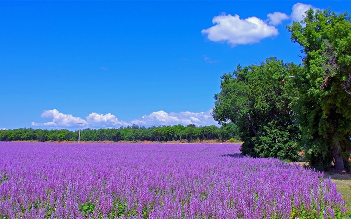 Frankreich, Lavendel-Blumen, Feld, Bäume, blauer Himmel Hintergrundbilder Bilder