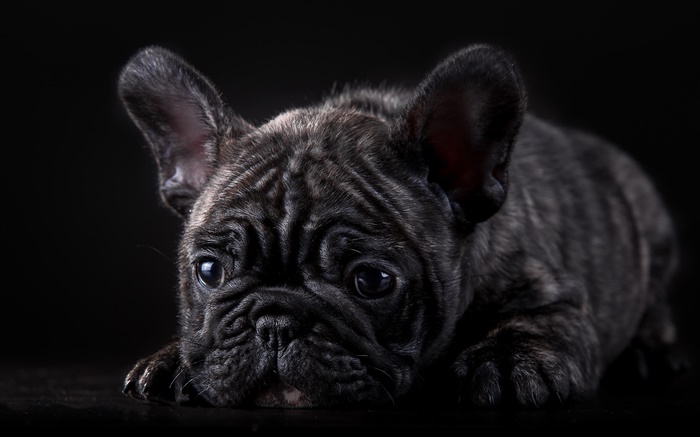 Französisch Bulldogge, schwarzer Welpe Hintergrundbilder Bilder