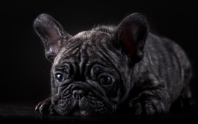 Französisch Bulldogge, schwarzer Welpe HD Hintergrundbilder
