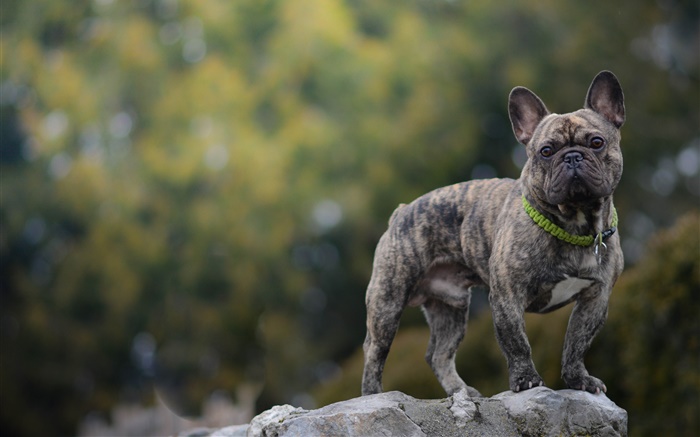 Französisch Bulldogge, Hund, Stein Hintergrundbilder Bilder
