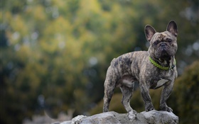 Französisch Bulldogge, Hund, Stein HD Hintergrundbilder