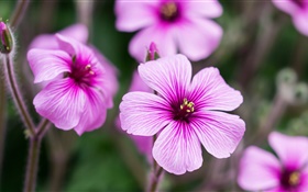Geranien, rosa Blumen, Blüten, Knospen HD Hintergrundbilder