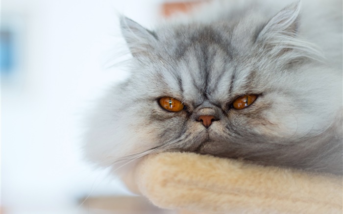 Graue Katze, schlafen wollen Hintergrundbilder Bilder