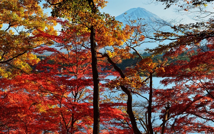 Japan Naturlandschaft, herbst, bäume, rote Blätter, Mount Fuji Hintergrundbilder Bilder