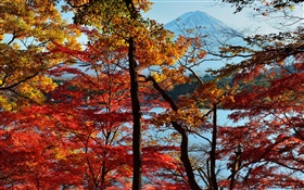 Japan Naturlandschaft, herbst, bäume, rote Blätter, Mount Fuji