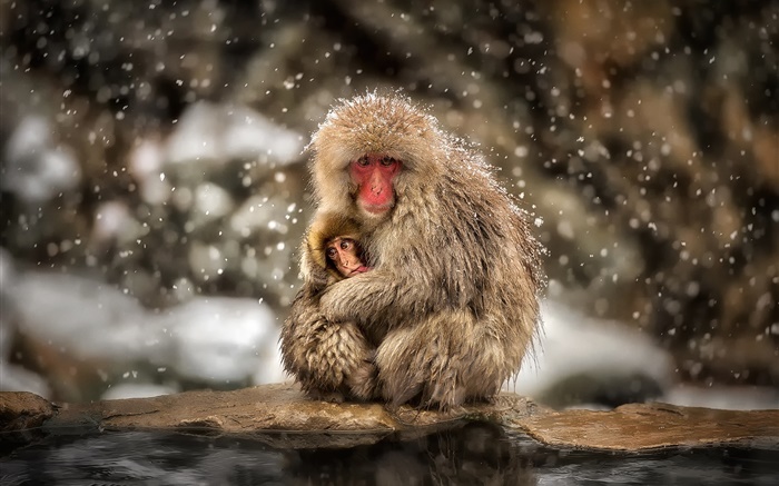 Japanische Makaken, Affe, Winter, Schnee, Mutter und Kind Hintergrundbilder Bilder