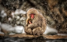 Japanische Makaken, Affe, Winter, Schnee, Mutter und Kind HD Hintergrundbilder