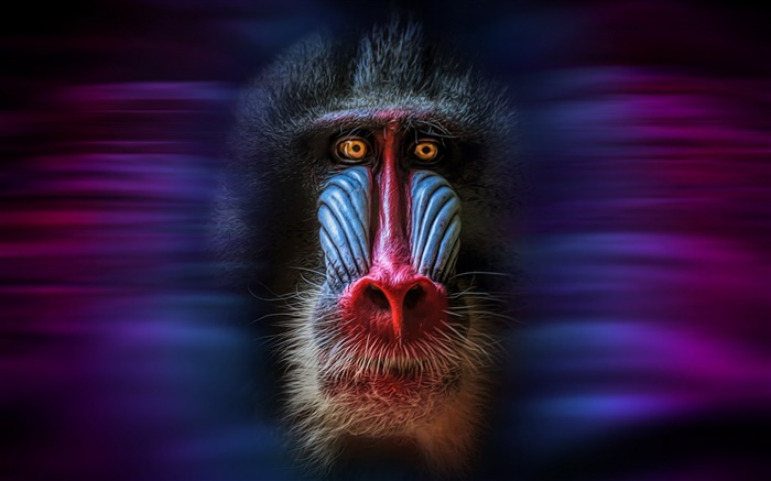 Affe, mandrillus, Gesicht, schwarzer Hintergrund Hintergrundbilder Bilder