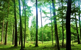 Natur Landschaft, Sommer, Wald, Bäume, Grün, blend HD Hintergrundbilder