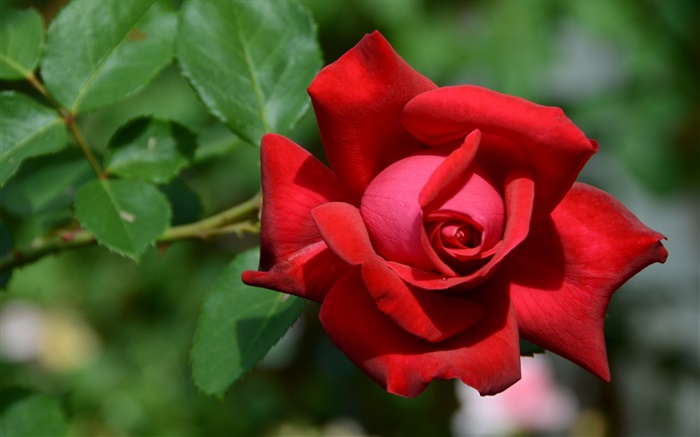 Eine rote Rose Blume, Bokeh Hintergrundbilder Bilder