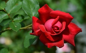 Eine rote Rose Blume, Bokeh HD Hintergrundbilder