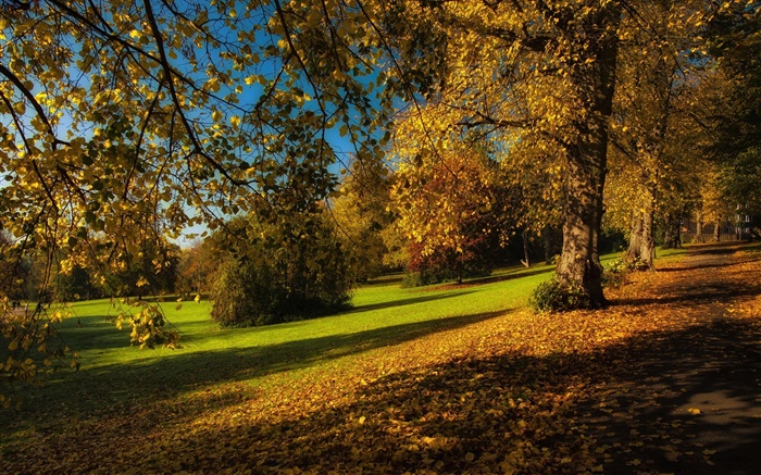 Park, Herbst, Bäume, gelbe Blätter, Boden Hintergrundbilder Bilder